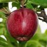 littleapple
