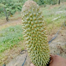 Hồn Lít