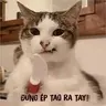 mr kiwi