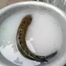 APhu